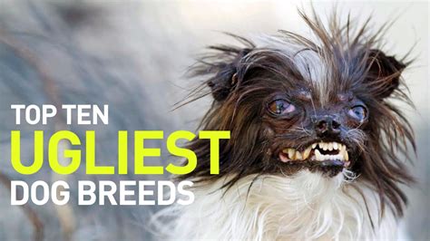Whats The Most Ugliest Dog In The World Trust The Answer