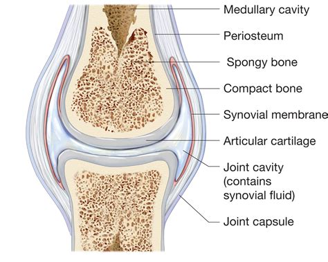 JOINTS Synovial Joint Joint Bones And Muscles