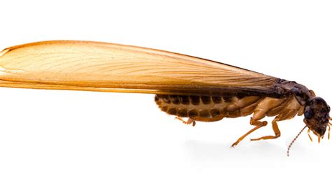 We are your best source for professional / commercial grade pest control. termites Archives - Drive-Bye Pest Exterminators