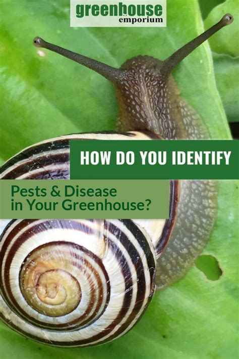 10 Common Greenhouse Pests And Diseases Green Thumb Link