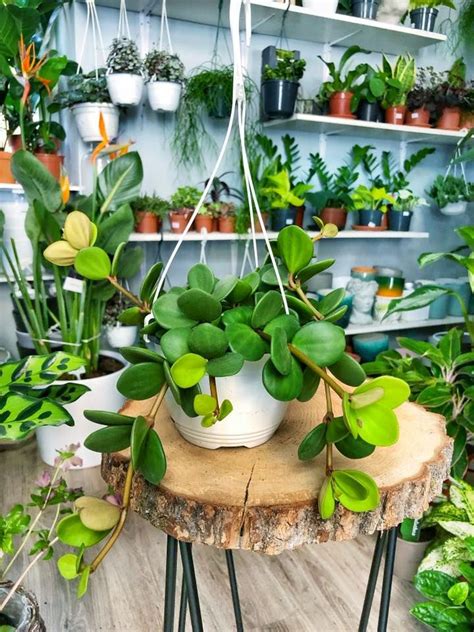 Thread title last reply replies; Peperomia hope | Leafy plants, Pretty plants, Indoor plants
