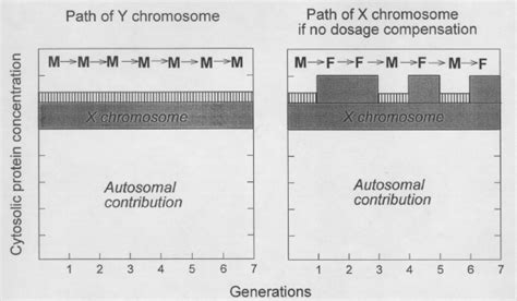 Genetic Dominance The Heat Shock Response And X Chromosome Dosage