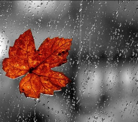 Rainy Fall Wallpapers Top Free Rainy Fall Backgrounds Wallpaperaccess