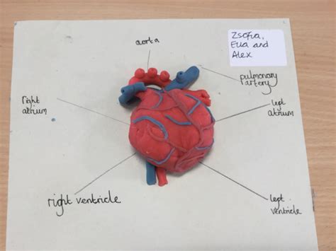24 Simple Activities To Explore The Cardiovascular System With Kids