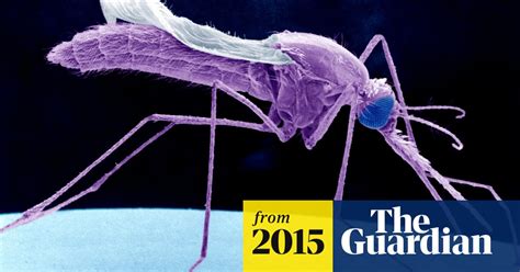 Drug Resistant Malaria Threatens To Spread From Burma Say Researchers