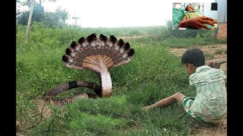 Dont Miss It Biggest King Cobra Catching At Garden Youtube