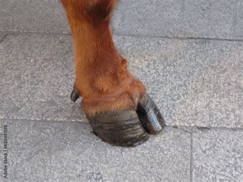 Bull Hooves Legs And Hooves Of Adult Red Bull Stock Foto Adobe Stock