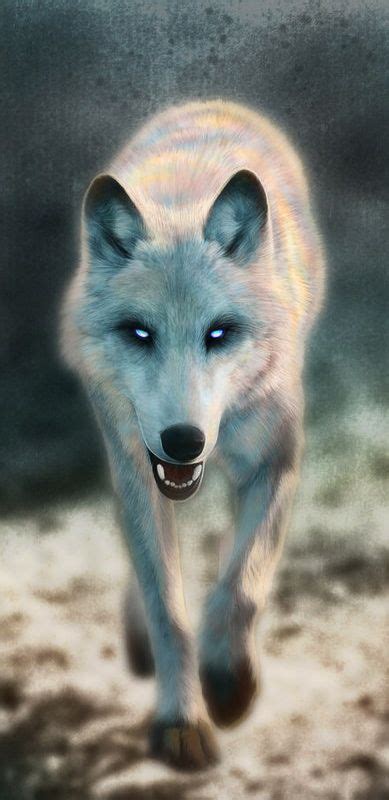 Shilo By Heather Schumacher Meuser Wolf Spirit Wolf Art