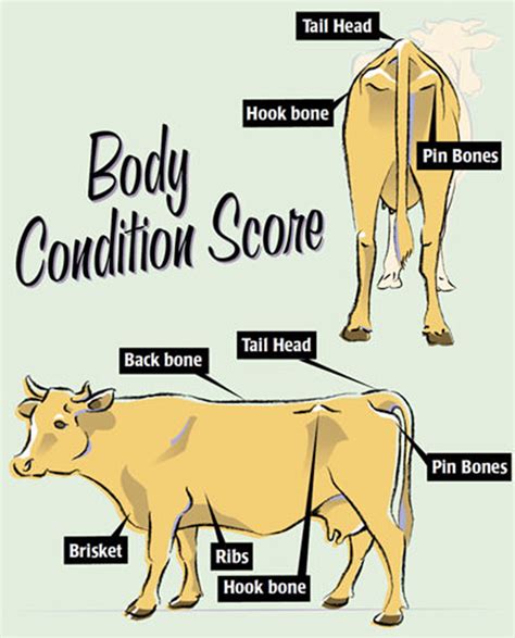 Why Body Condition Score Your Cows Hobby Farms