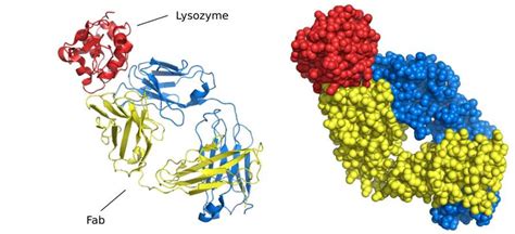 Antigen Antibody Complex Structure Creative Biostructure