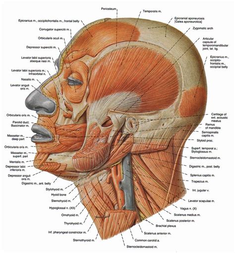 Head Muscles Muscles Corps Humain Muscle Visage Anatomie Du Corps