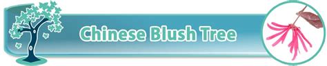 Chinese Blush Tree Bonsai