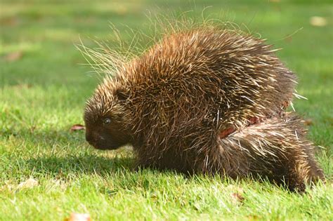 Porcupine Injury Close Up Stock Photo Download Image Now Large