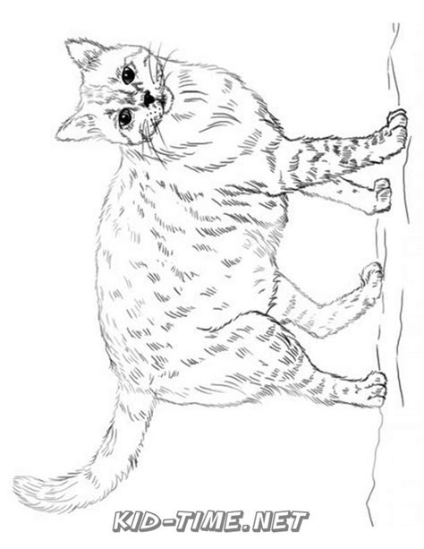 Realistic Cat Cat Coloring Book Page Sheet 034 Kids Time Fun Places