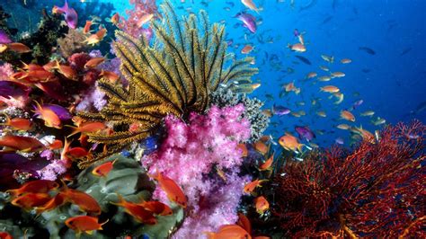 Hawaii Underwater Wallpapers Top Free Hawaii Underwater Backgrounds