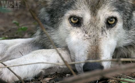 Endangered Mexican Gray Wolf Found Dead Nine Known Mortalities In