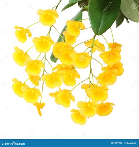 Yellow Orchid Honey Fragrant Orchids On White Stock Image Image Of Isolated Freshness 97772671