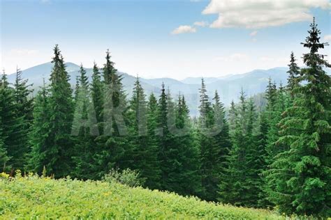 Beautiful Pine Trees On Background High Mountains