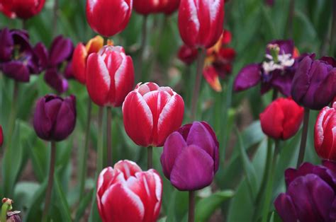 Tulip Spring Free Photo On Pixabay Pixabay