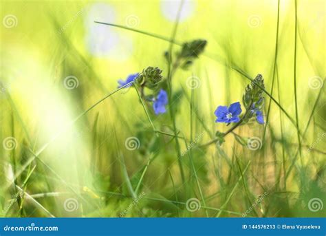 Blurry Background By Many Wild Blue Flowers On Morning On Delicate
