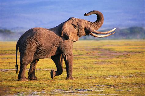Elephant Facts History Useful Information And Amazing Pictures