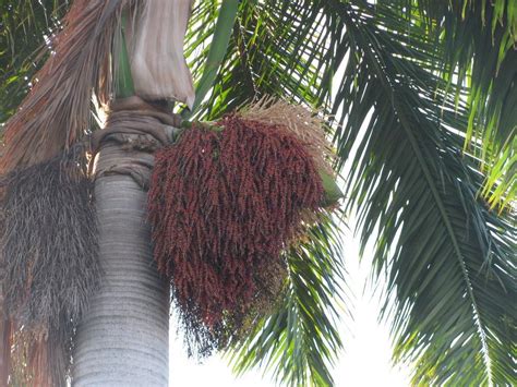 Royal Palm Seeds