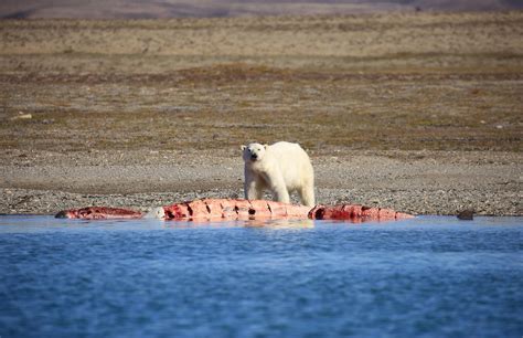 Adult Male Polar Bear Beluga Whale Kill Prince Of Wales Island Canada