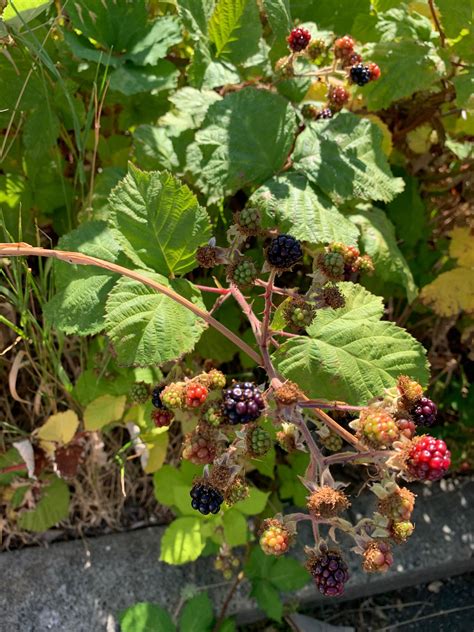 Are These Blackberries Edible New To The Area And I See Them