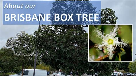 About Our Brisbane Box Tree Facts Lophostemon Confertus Tristania