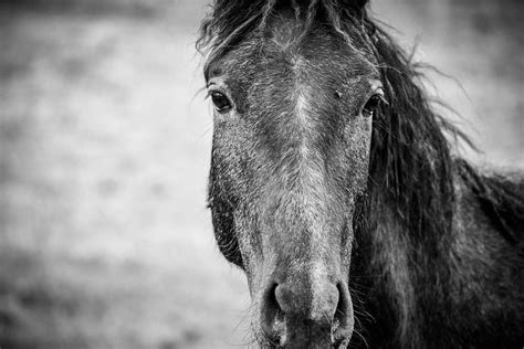 Horse Grayscale Photo Of Horse Black And White Image Free Photo