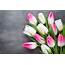 Pink And White Tulips 4k Ultra HD Wallpaper  Background Image 5201x3467