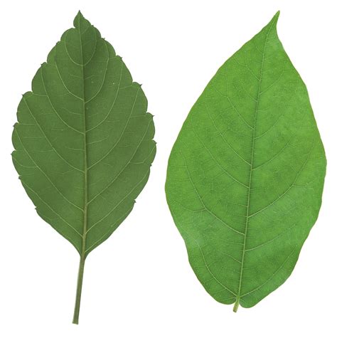 Pngix offers about {leaf png images. Green leaves PNG Image - PurePNG | Free transparent CC0 ...