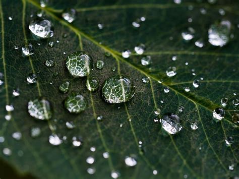 Hd Wallpaper Droplets On Green Leaf Closeup Photography Of Water Dew