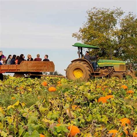Www.bishopspumpkinfarm.com/ or on our blog. Farming Crops | Bishop's Pumpkin Farm in Wheatland, California