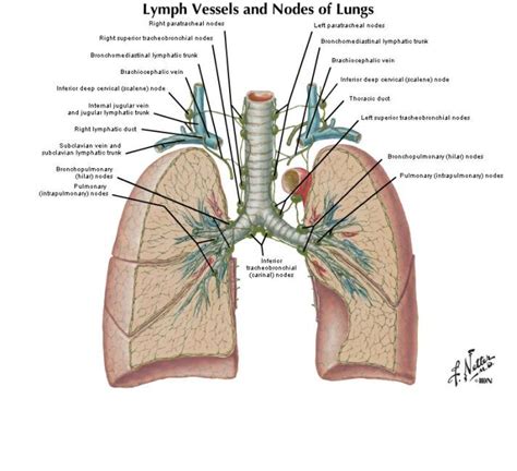 Lymph Nodes Upper Chest