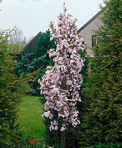 Column Or Pillar Flowering Cherry Amanogawa For Small Gardens Amazon