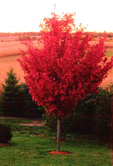 Autumn Blaze Maple Tree Farm Nursery Sale Arbor Hill