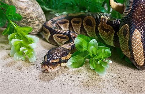 Burmese Python Facts Animals Of Asia