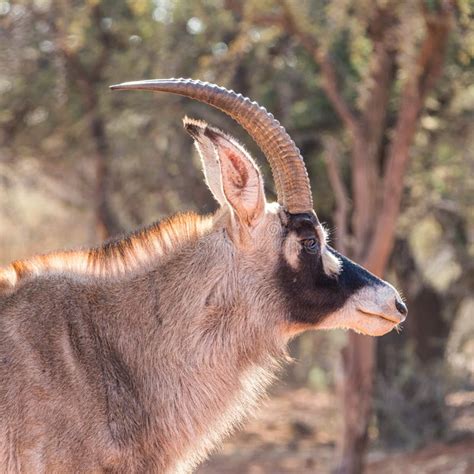 Roan Antelope Portrait Stock Photo Image Of Hippotragus 75313004
