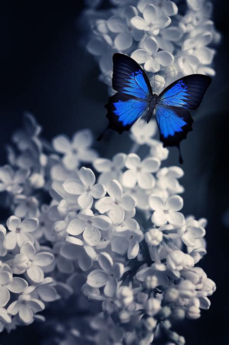 Blue Butterfly By Torstein Roenaas On 500px Most