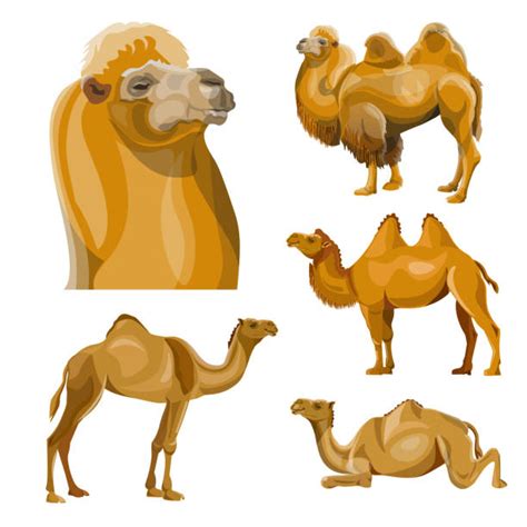 Cartoon Of A Camel Lying Down Illustrations, Royalty-Free ...