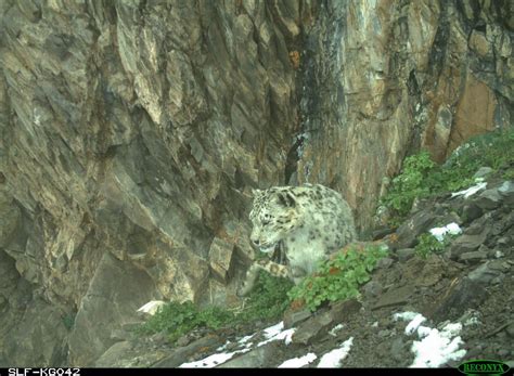 Snow Leopard Conservation Gets Boost From Iucn Save Our Species Snow