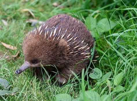 20 Weird And Cute Australian Animals Green Global Travel