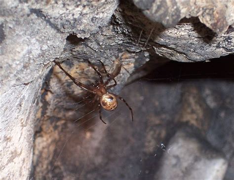 These creatures can be found nearly worldwide. Meta menardi - Wikipedia