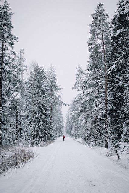 Johannes Hulsch Christmas Forest Forest Photography Winter Wonderland