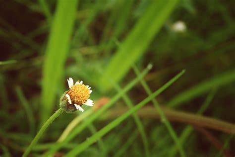 Rumput liar termasuk dalam kategori gulma, khususnya untuk para petani di mana kehadiran tumbuhan liar ini dapat merusak kualitas tanaman. Terkeren 23+ Bunga Mawar Dan Rumput Liar - Gambar Bunga HD