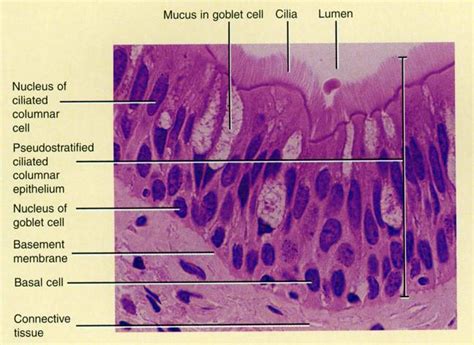 Flashcards Histology Simple Columnar Epithelium With Goblet Cells My
