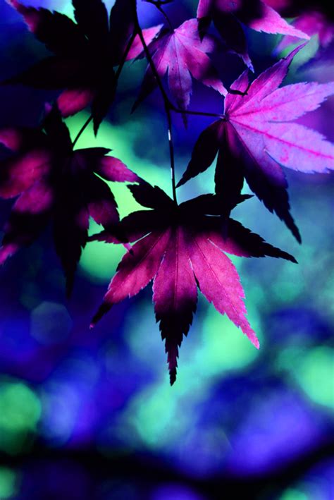 The Intrepid Traveler Autumn Leaves Wallpaper Fall Wallpaper Purple