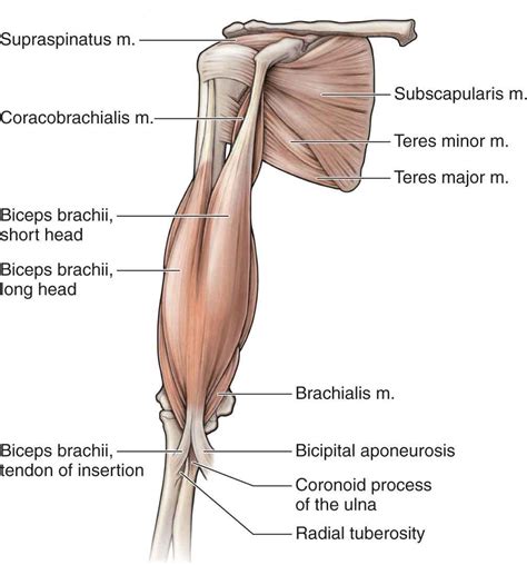 Elbow Musculoskeletal Key