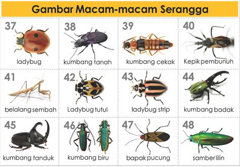 Sebaliknya yang berasal dari kalimatan hanya berwarna kuning saja. Contoh Jurnal Keanekaragaman Jenis Serangga Dengan Metode ...